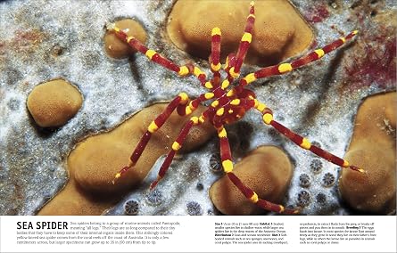 The Animal Book: A Visual Animal Kingdom Encyclopedia for Kids (DK Our World in Pictures)