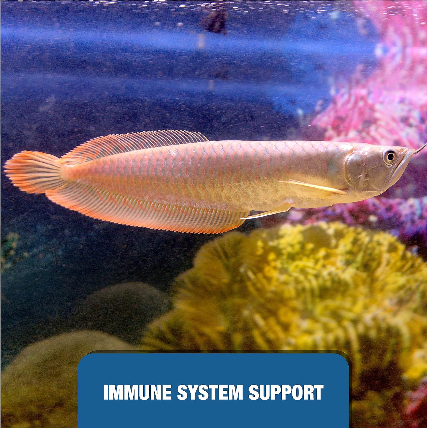 KOIKA Save $3 Specialized Aquarium Probiotics BAC+ & BAC M | Probiotic for Ornamental Shrimp and Fish Hatchery, Multivitamins for Enhancing Immune of Ornamental Shrimp and Fish.