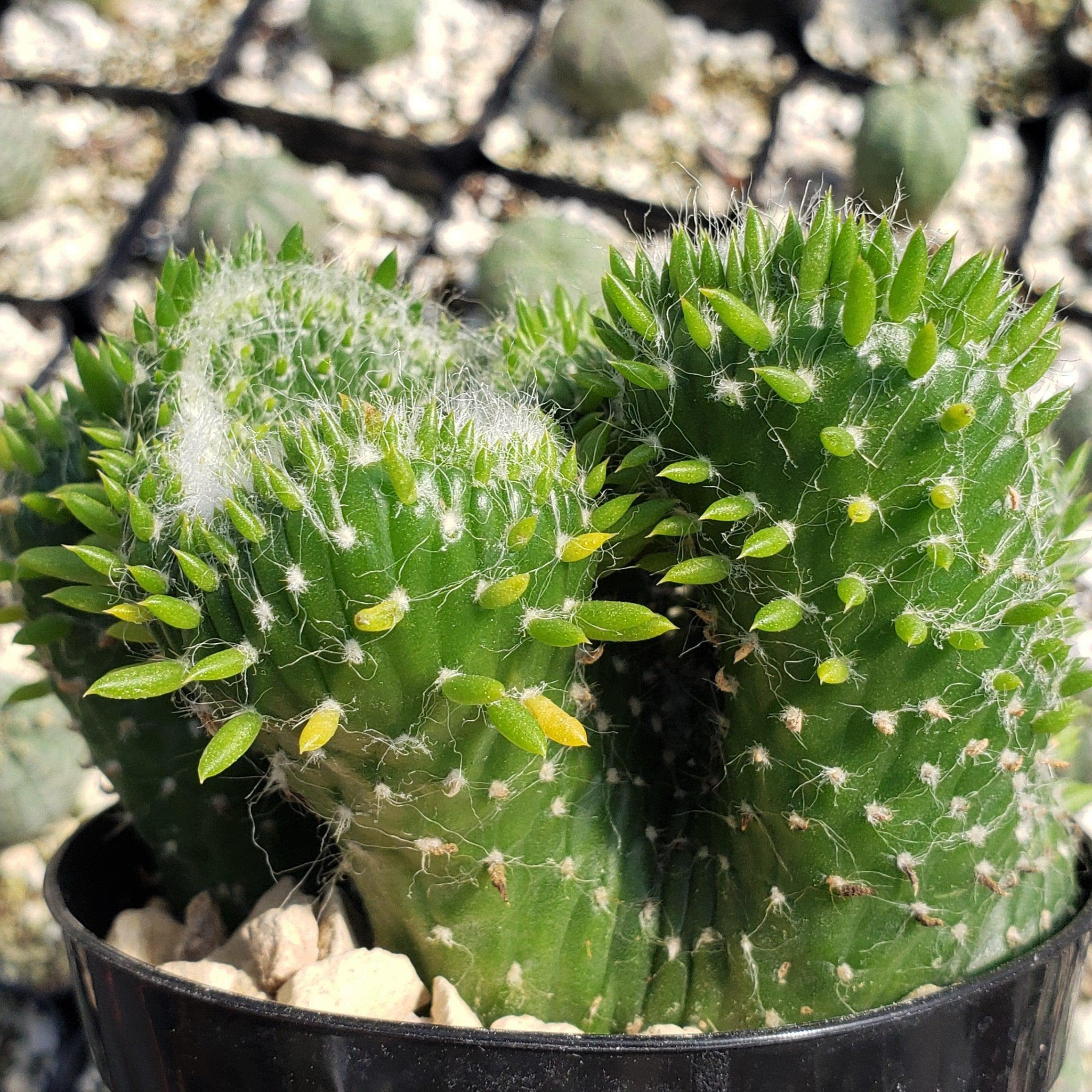wooden cactus Grandy's Saguaro Cactus main image 1
