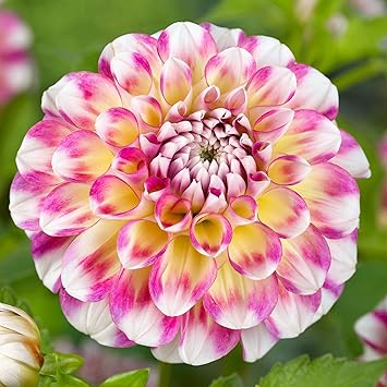 Dahlia - Hawaii - Thumbnail 3