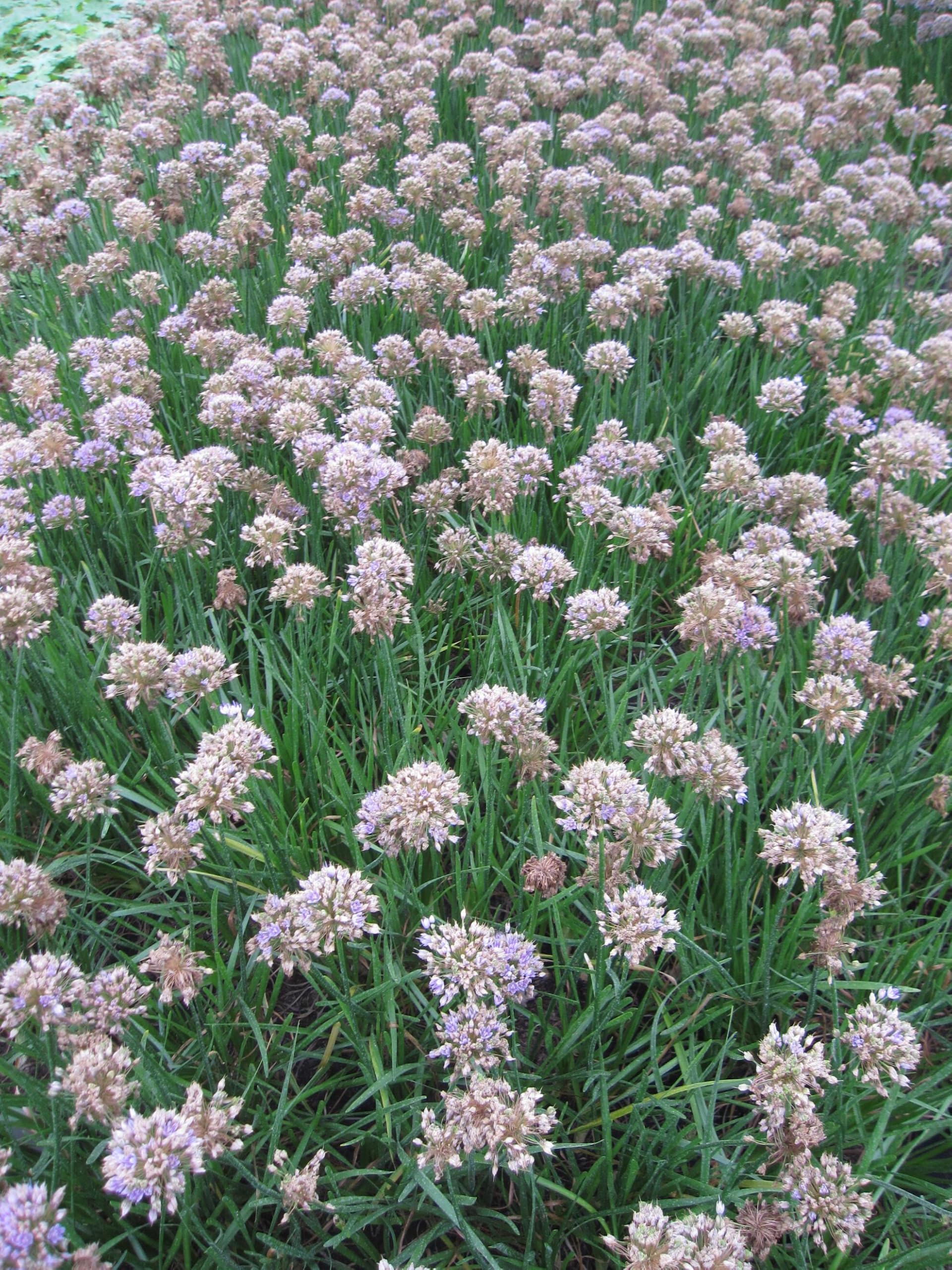 Ausdauernder Lauch - Allium senescens ssp. senescens - Berg-Lauch - Bienenweide