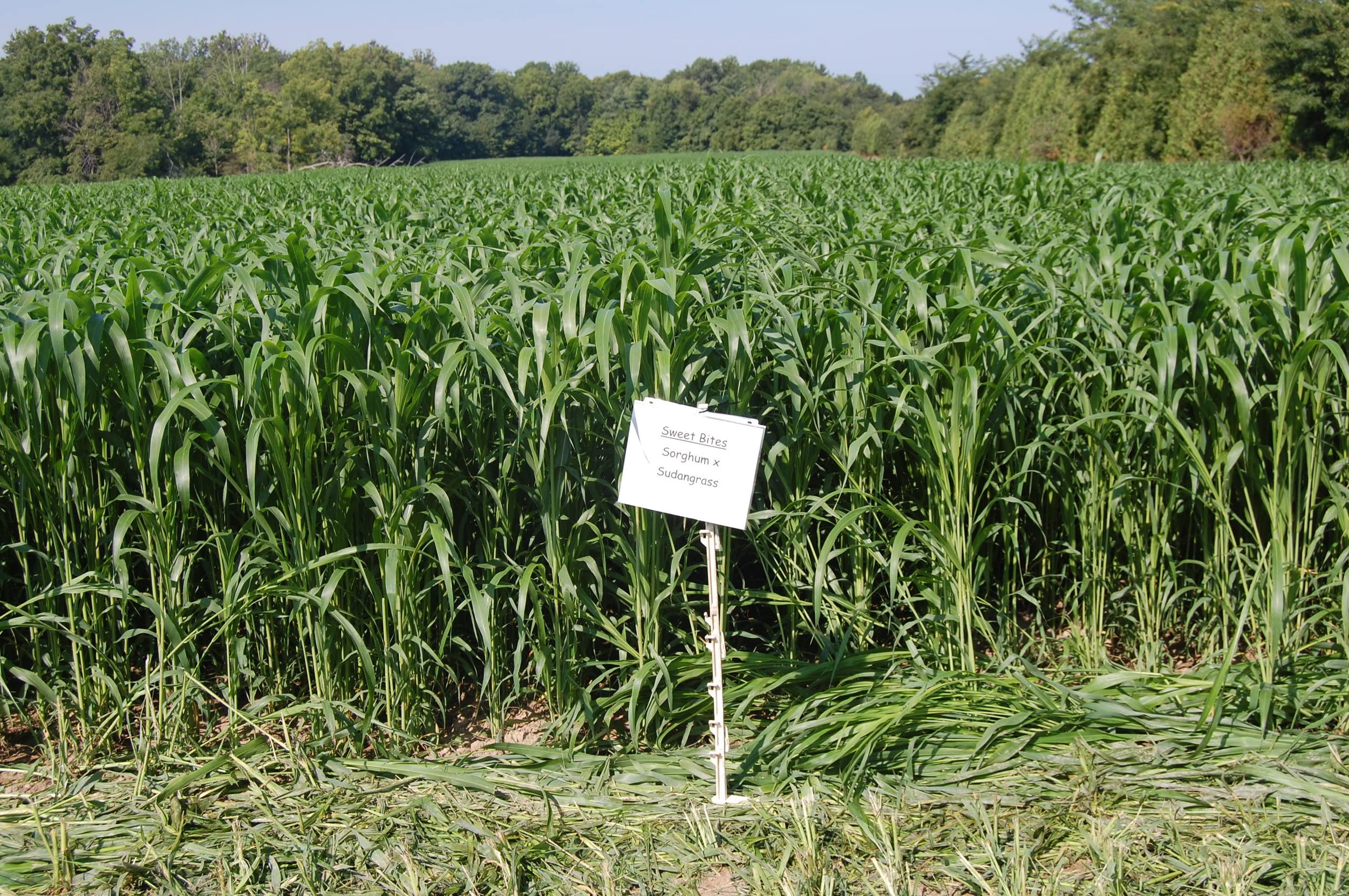 Fodder seeds for cow, Cow fodder grass seeds, high yield cow fodder grass ( 3000 seeds ) (B0BR279GMX) Amazon Price History, Amazon Price Tracker
