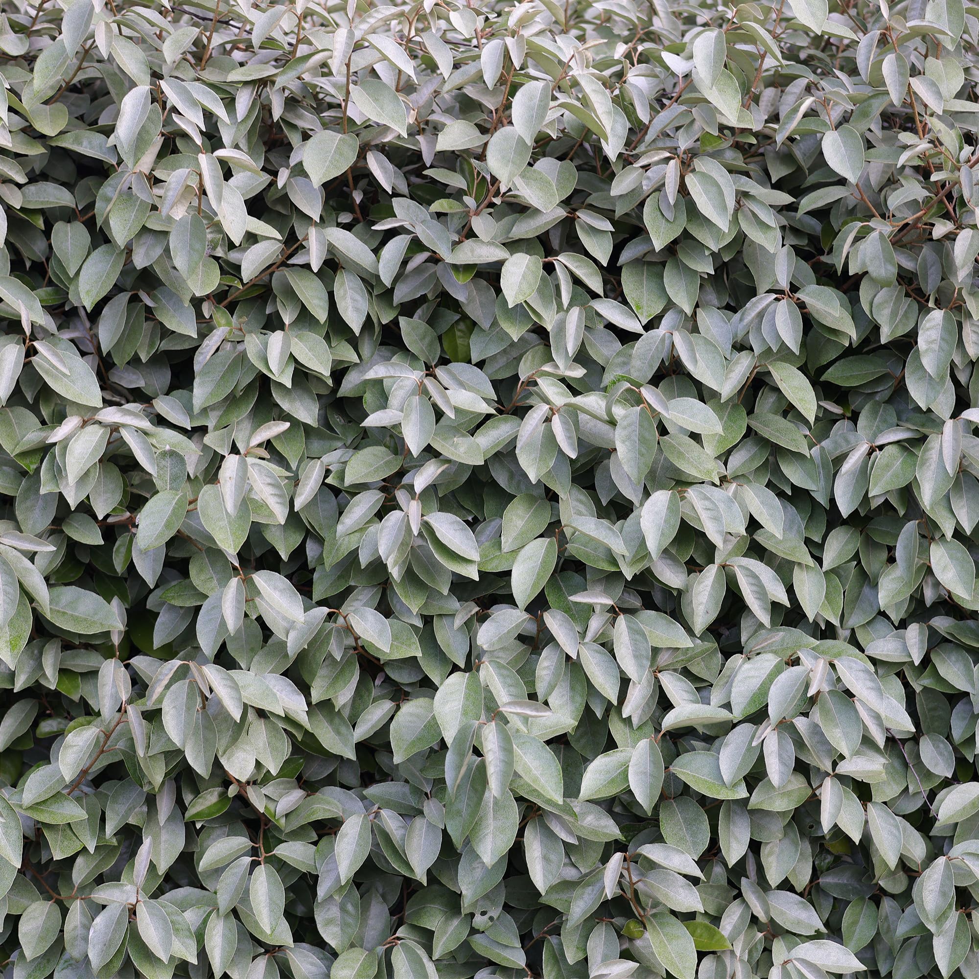 Elaeagnus Ebbingei Oleaster Hedge Plants - Garden Ready Ebbinge's Silverberry Hedging Plant - Hardy, Low Maintenance, Dense Hedges - Year-Round Privacy Screening (7.5 Litre Pot, 95-115cm, Pack of 1)