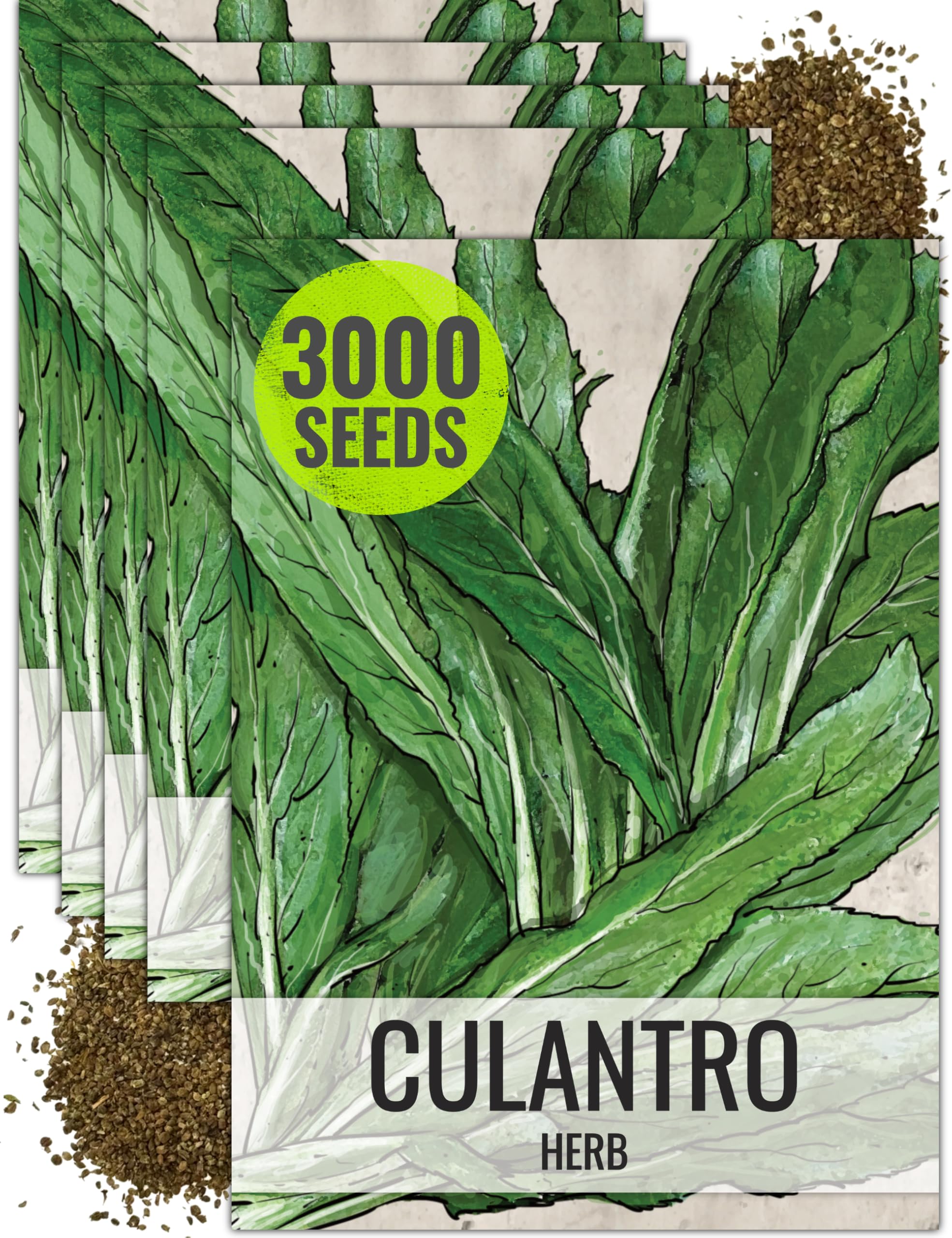 Seed Needs Culantro Seeds for Planting Mexican Coriander - Non-GMO Heirloom & Untreated Culinary/Medicinal Herbs to Grow an Indoor/Outdoor Herb Garden (5 Packs)