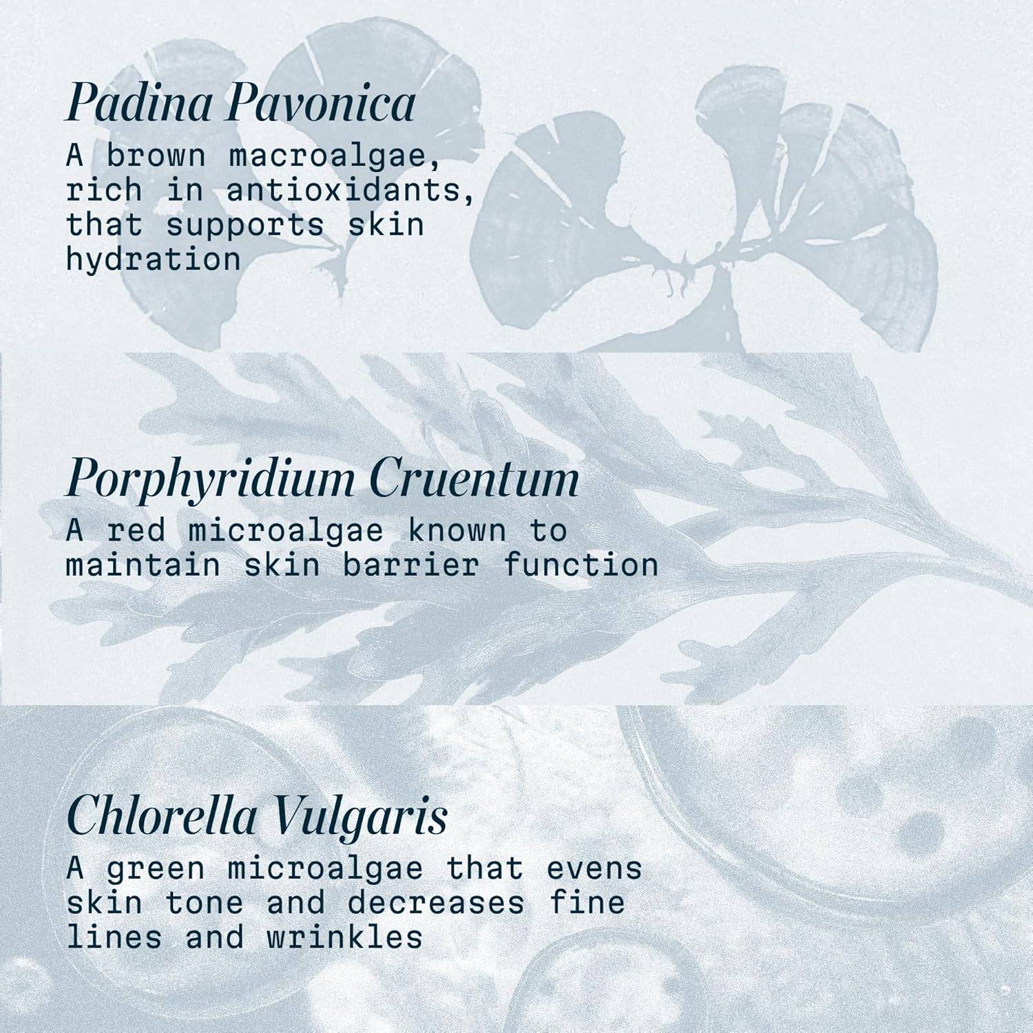 ELEMIS Pro-Collagen Marine Cream, Lightweight Anti-Wrinkle Daily Facial Moisturizer - Image 7