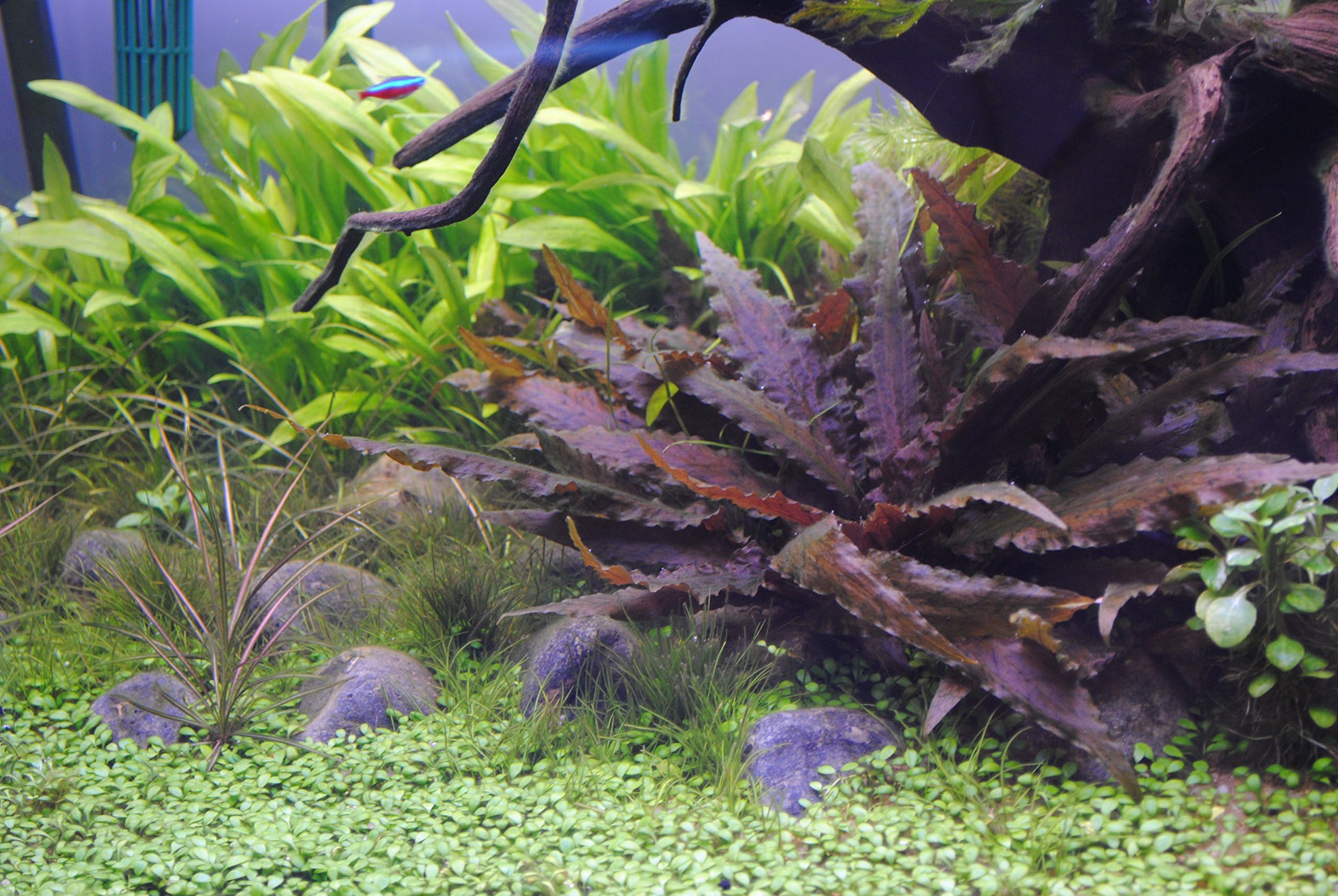 Assortimento 3 Cryptocoryne mix piante vive decorative per acquari di acqua dolce resistenti di facile coltivazione e mantenimento adatte per neofiti