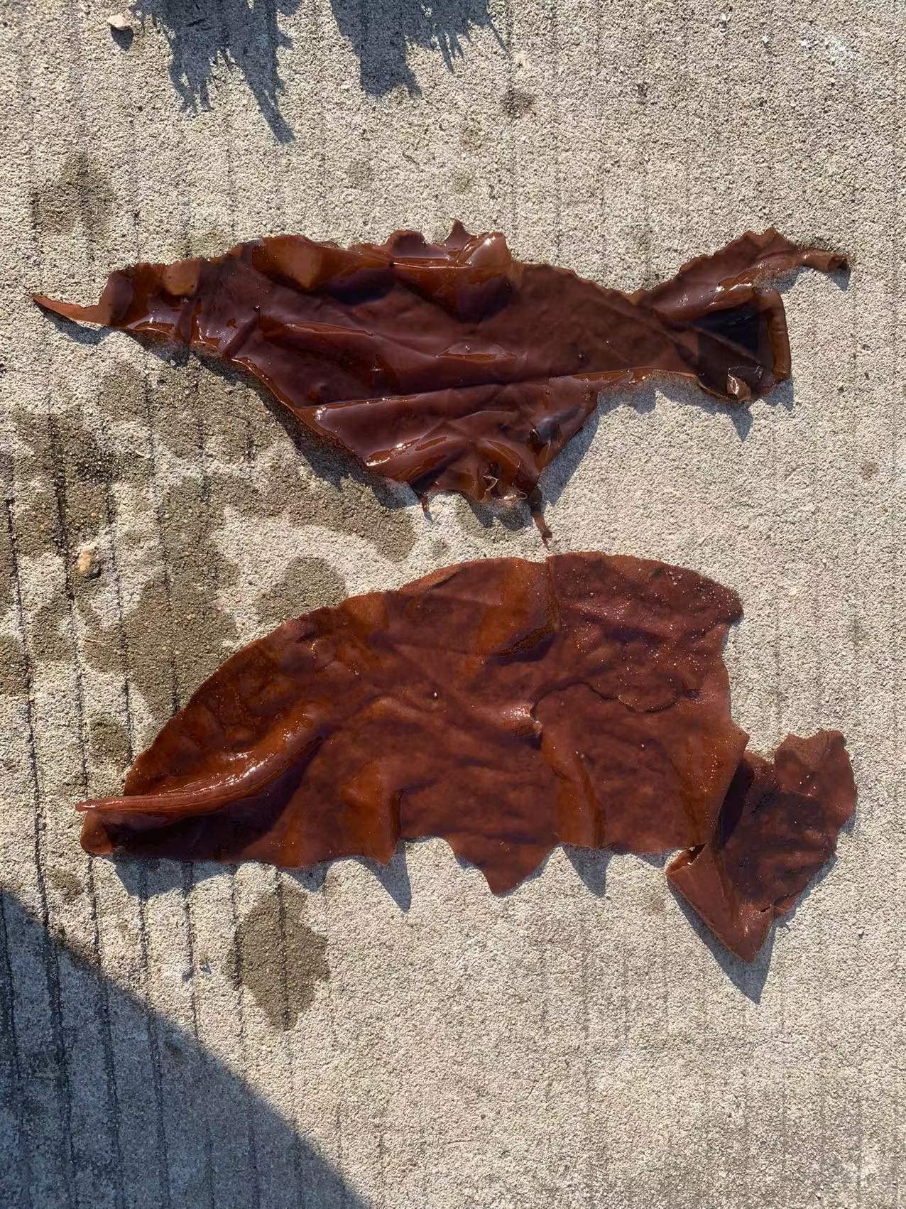 Dulse, Rhodymenia Palmata Flakes, Palmaria Palmata, Algas Dulse (2)