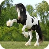 Horse Wallpaper