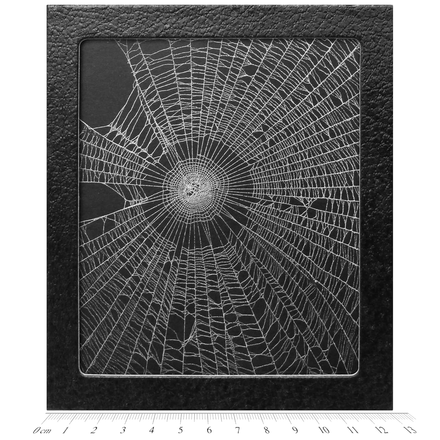 BicBugs Orb Weaver Spider Web Framed Preserved USA W1