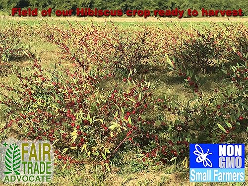 Miniatura 3 de Flores de hibisco de acedera (2 x 3 onzas), té de hierbas entero, 6 onzas, 100% natural seco crudo, sin OMG, vegano, inspeccionado por la USFDA,