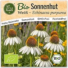 Organic Sun Hat Seeds 100 Sun Hat Seeds White Flower Seeds Echinacea Seed Festival for Flower Garden Flowers Seeds Balcony and Garden