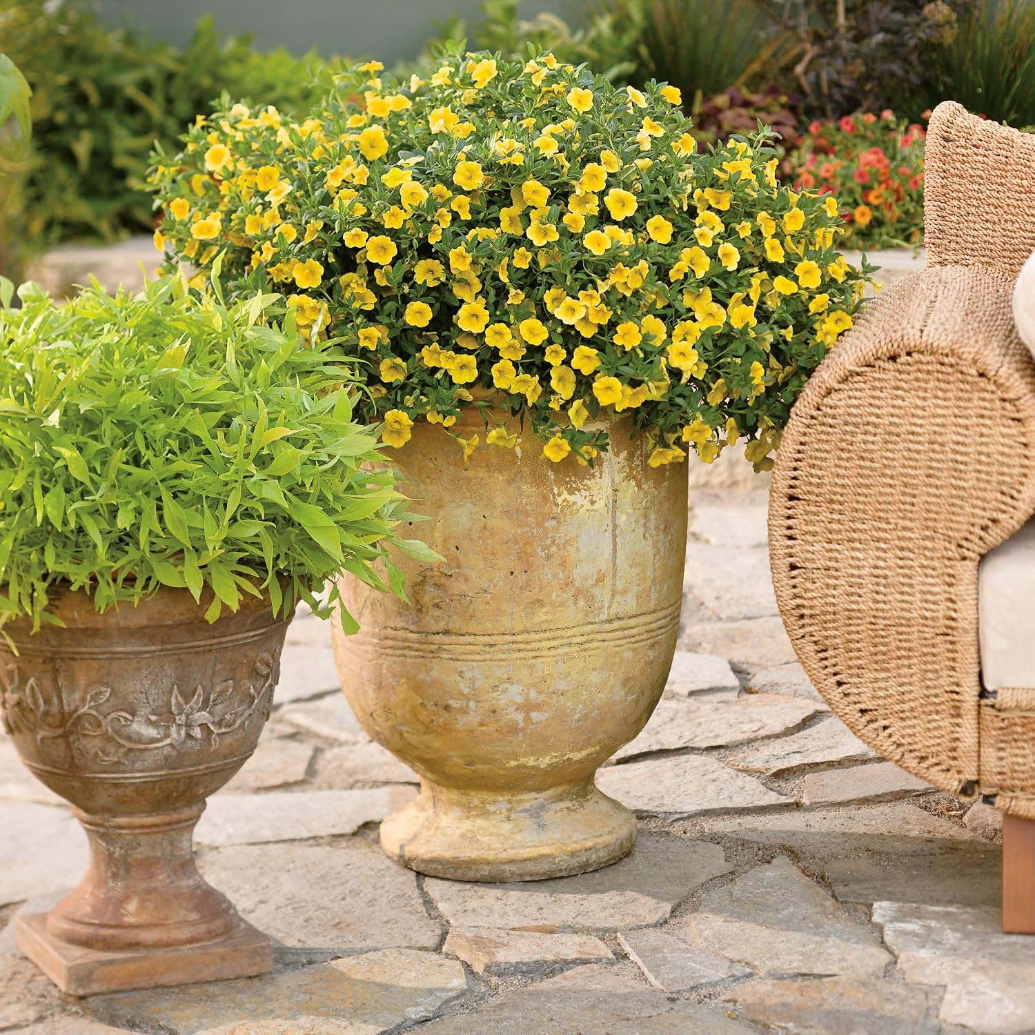 Proven Winners Superbells Yellow Calibrachoa Live Plant, Eco+ Grande, 4 Pack