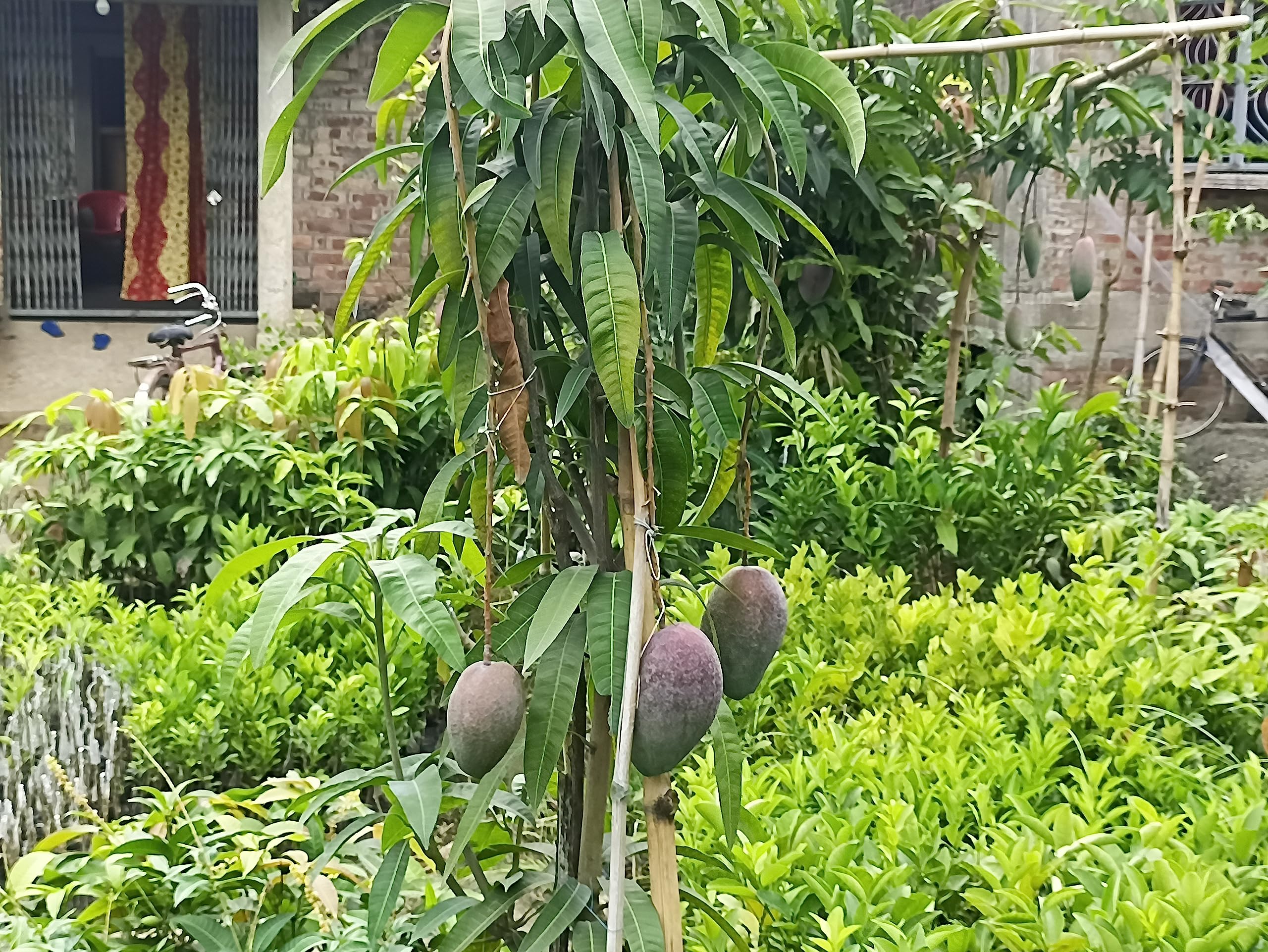 N.G.M.AGROCARE Grafted Original Chakapat Mango plant (Pack of 2 Healthy Live Plant 1.5-2 fit Height)-image-43