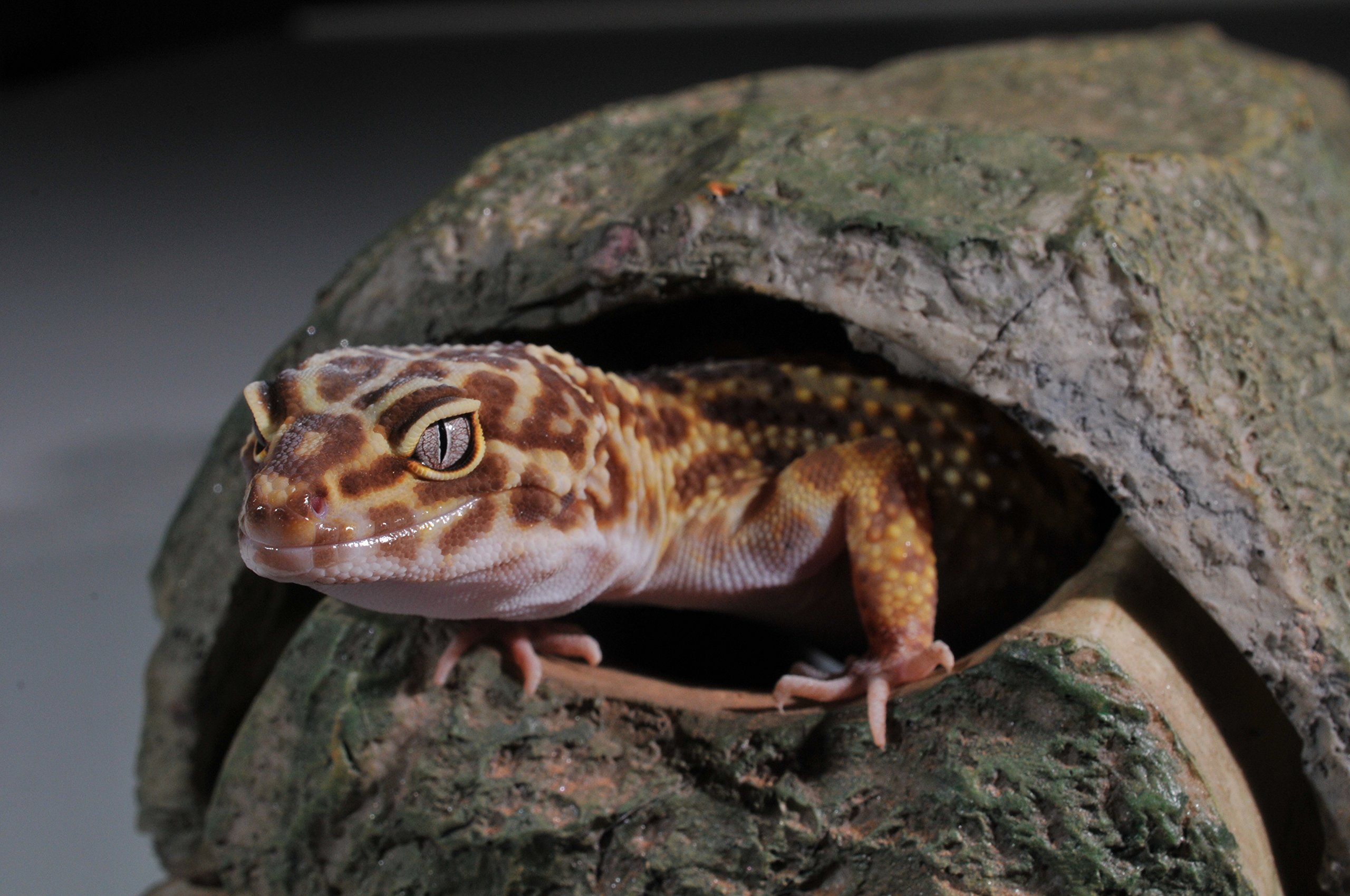 Lucky Reptile Starter Kit Leopardgecko Weiß