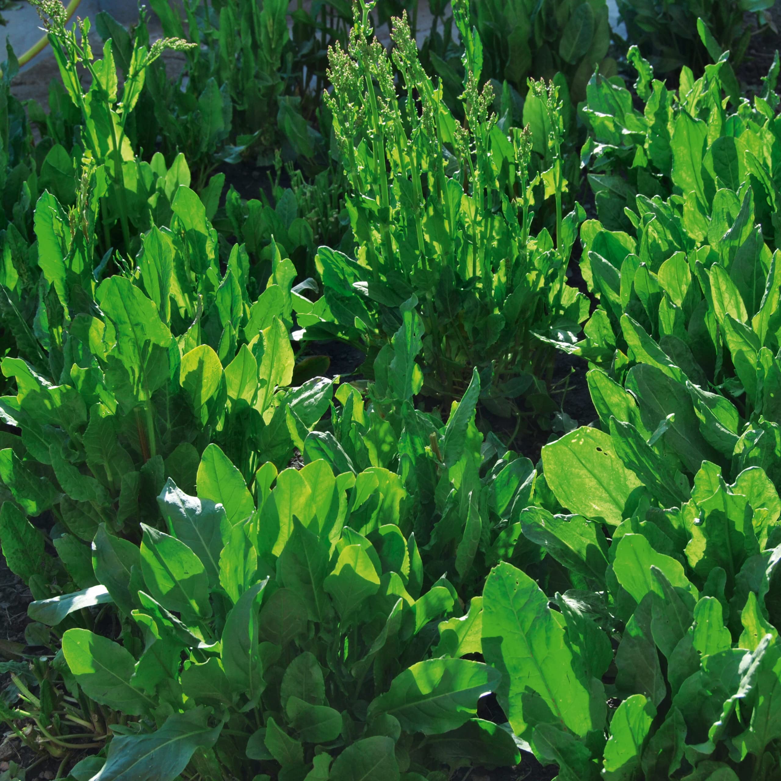 Sauerampfer Mehrjhrig Samen - Rumex acetosa - Sauerampfersamen -  Gemsesamen - Saatgut fr 200 Pflanzen : Amazon.de: Garten