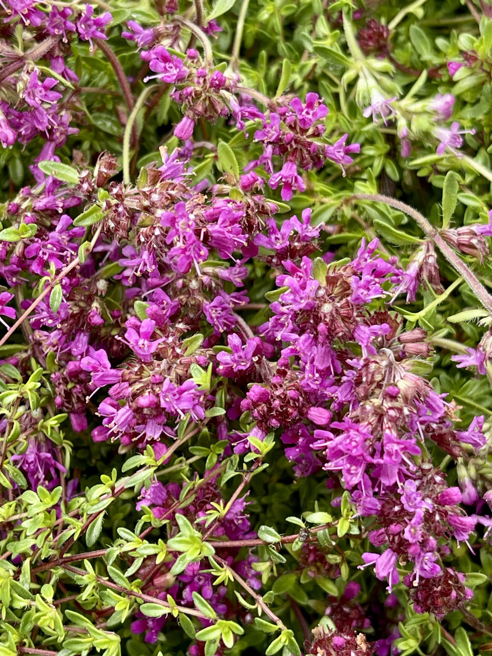 6x Thymian - Thymus praecox 'Coccineus' | 9x9 cm pot