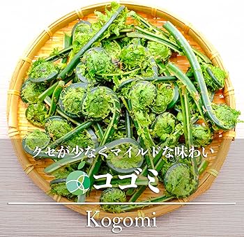 天然自然春の山菜 ♪コゴミ10苗 ♪天ぷら ♪おひたし♪ サラダ♪ 観葉植物にもなります ♪健康野菜♪