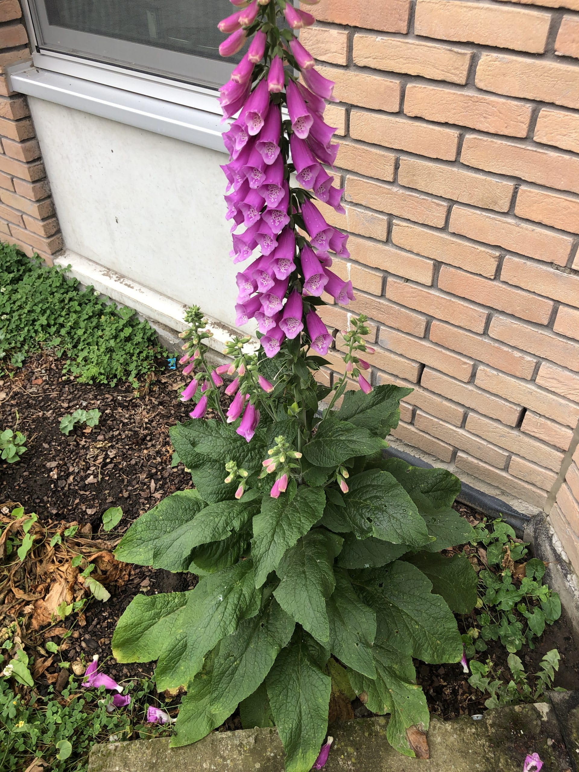 6x La digitale - Digitalis purpurea | 9x9 cm pot