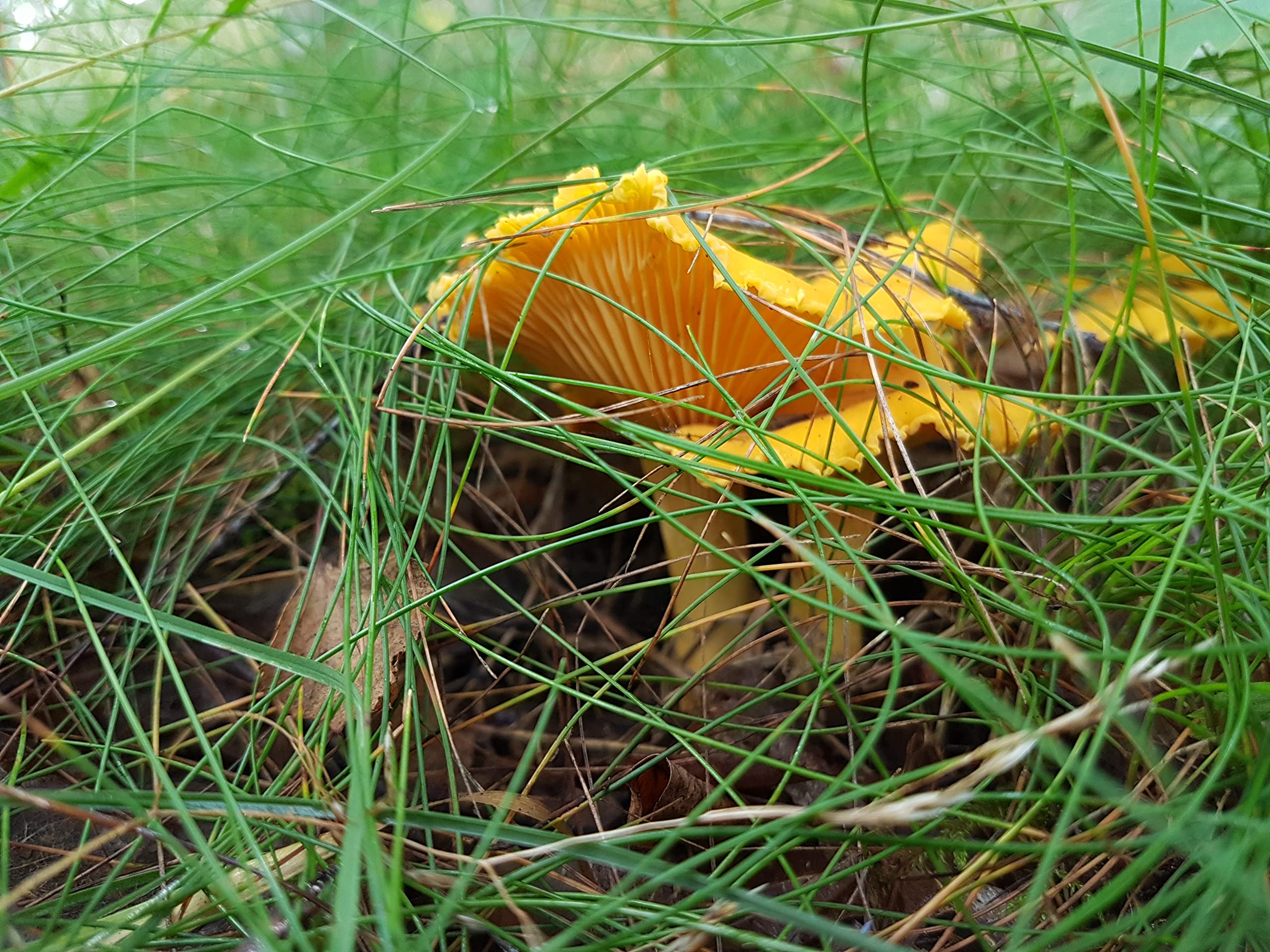 Forest Food Shop Pfifferlinge Getrocknet 400g – Handverlesen aus Wildwäldern, Luftgetrocknete Pilze, Bezogen von einem kleinen Familienunternehmen, Ideal zum Kochen und für Gourmet-Rezepte.