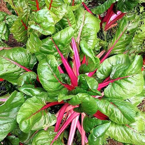 Lápiz labial rosa Acelga Suiza Espinaca Remolacha Col Col Colards Passion Flamingo Garden Semillas vegetales resistentes al frío para la temporada