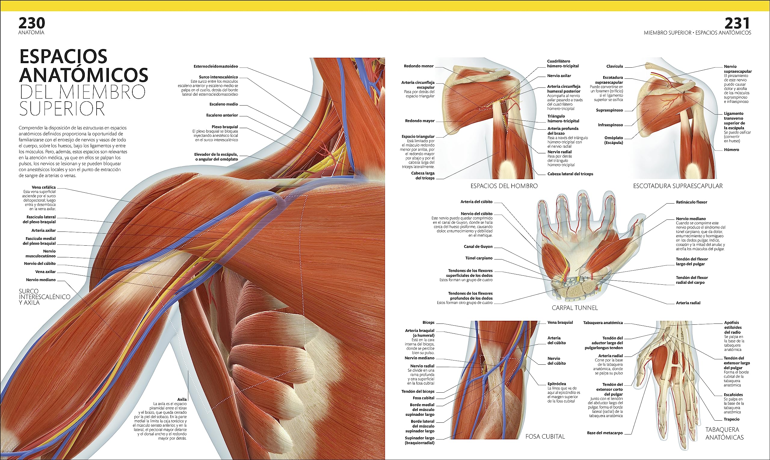 El gran libro del cuerpo humano. Edición actualizada y ampliada: La guía visual definitiva
