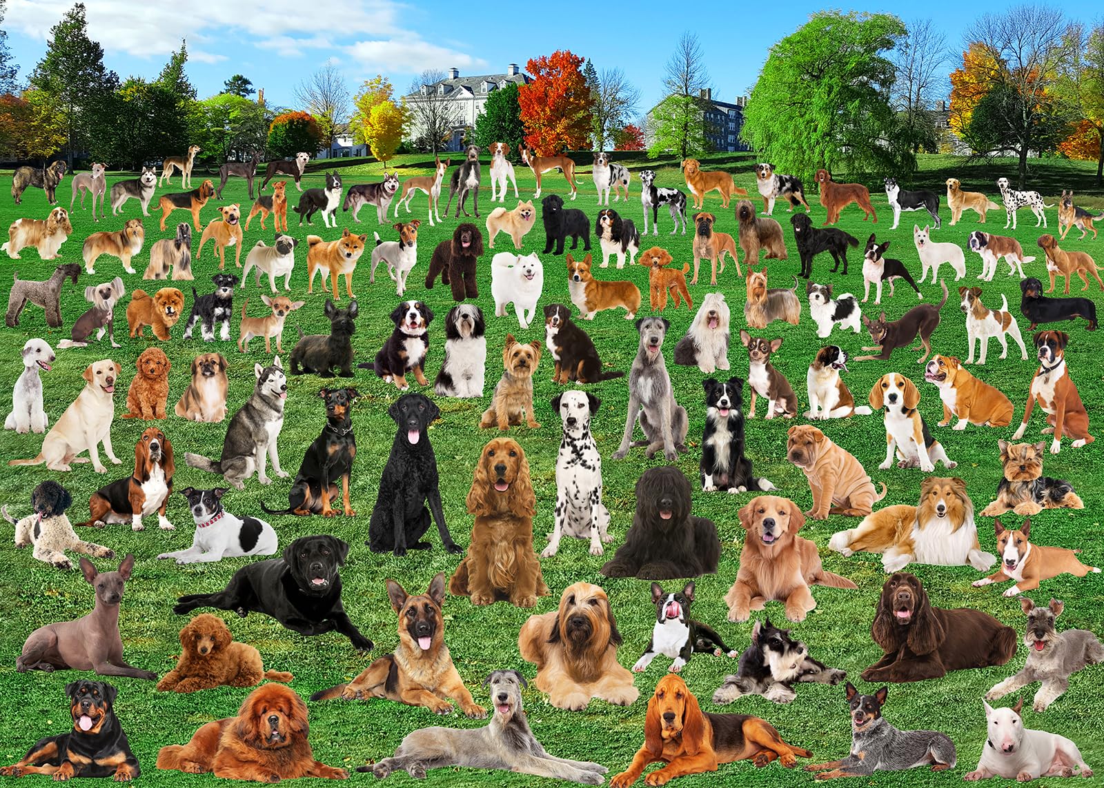 1000 Piece Puzzle For Adults 101 Lawn Puppies Puzzles For Adults 1000 Pieces Dogs Park Jigsaw Puzzles 1000 Pieces For Adults 101 Puppy Group Photo Puzzle 1000 Pieces, 1000 Piece Puzzle Dog 1000 Puzzle