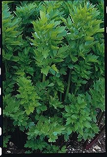 Just Seed Herb - Lovage - Levisticum officinale - 100 Seeds