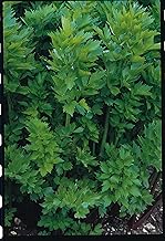 Just Seed Herb - Lovage - Levisticum officinale - 100 Seeds