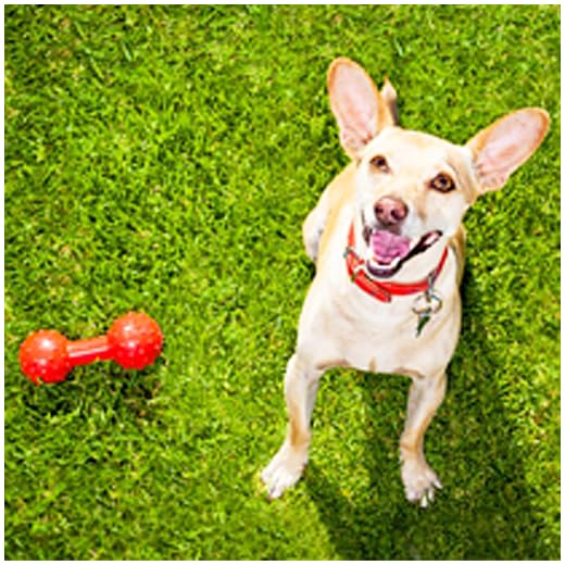 Squeaky Toy Sounds- Dog Squeaky Toy - Squeaky Noises