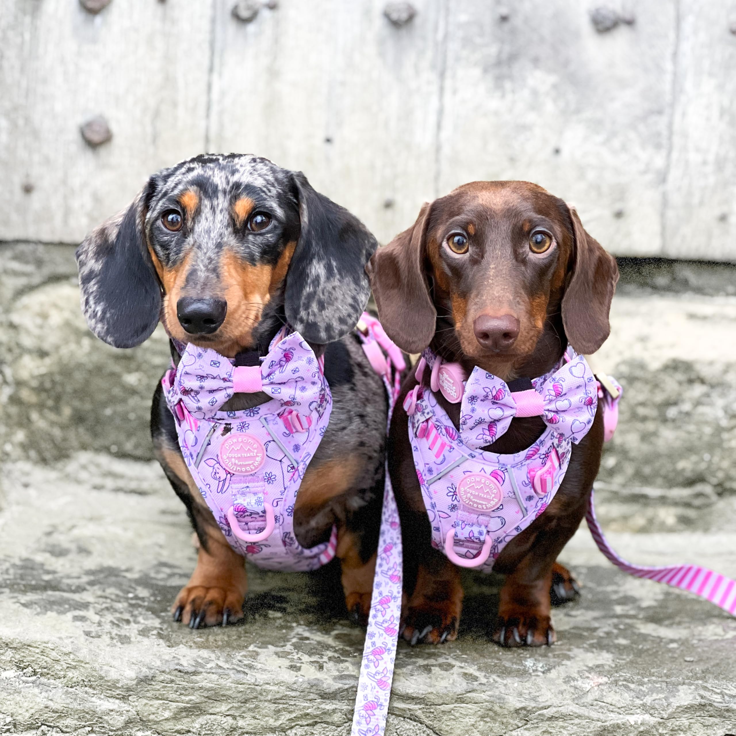 Pawsome Paws Boutique Piglet Disney Bow Tie for Dogs Oxford Cloth with Easy Fastening for Stylish Dogs, One Size (Pack of 1) - Image 4