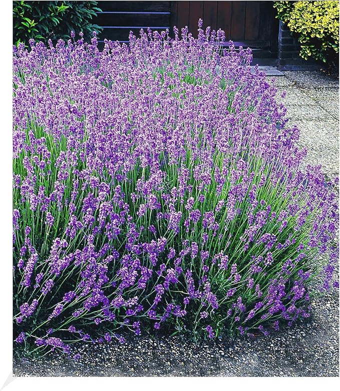BALDUR Garten Winterharte Stauden LavendelHecke 'Blau', 9 Pflanzen
