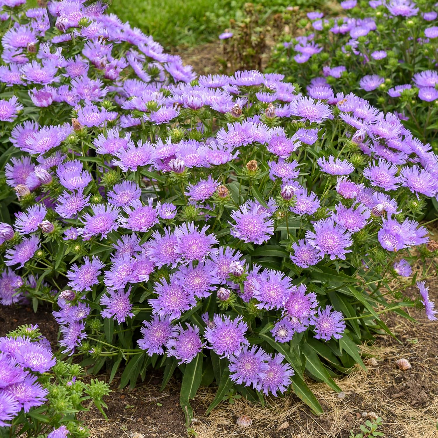 Live Plant Green Promise Farms - Proven Winners Stokesia laevis Totally Stoked Riptide Aster, Purple Flowers #1 Size Pot - Plant Does NOT Ship to AZ, CA, HI, ID, MT, NV, OR, PR, UT & WA!
