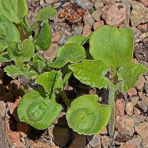 Miniatura 4 de Black Eyed Susan Vine Seeds - 120 semillas aproximadamente. También conocido como flor de reloj