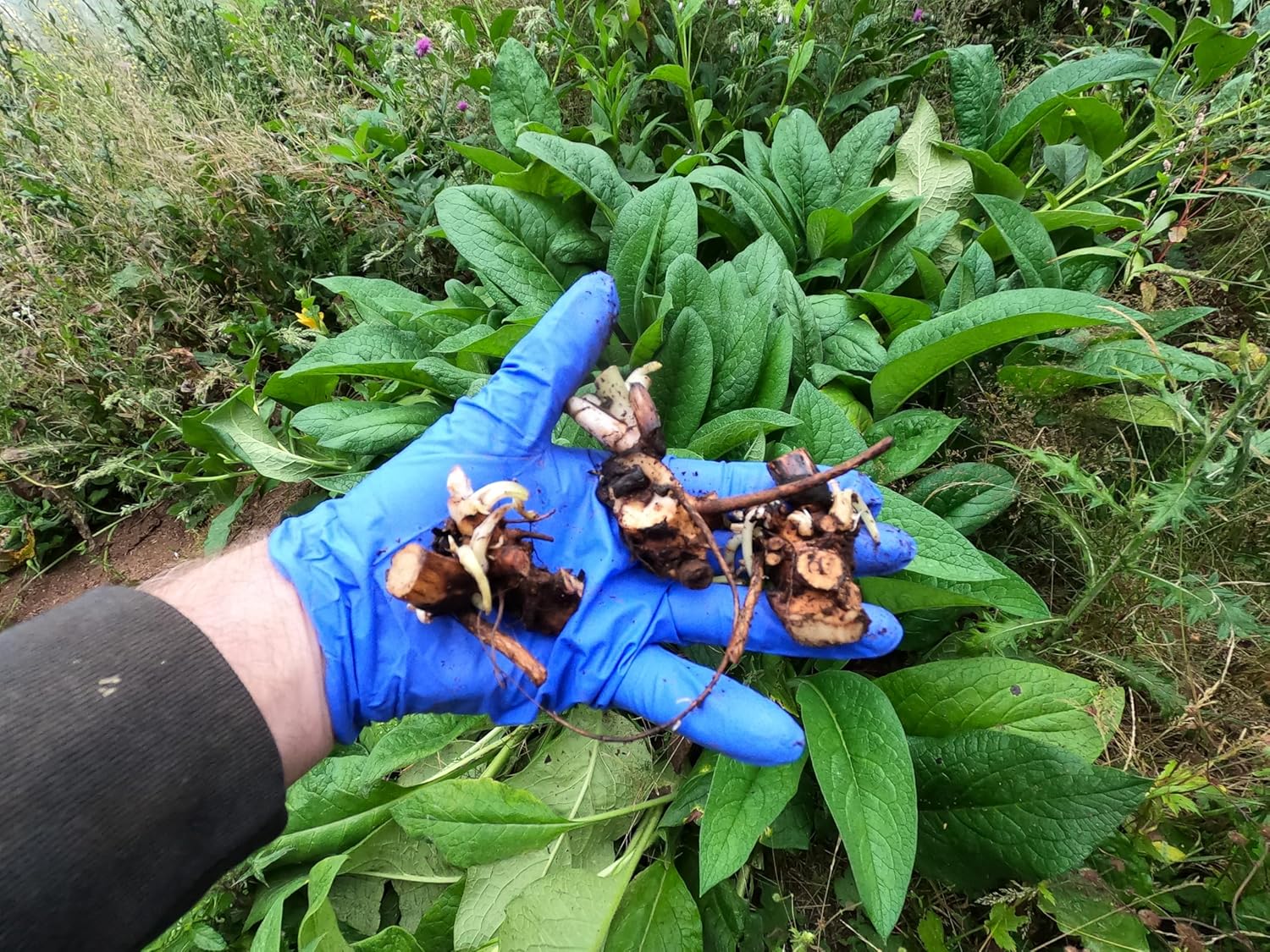 Comfrey - Crown Cuttings - Bocking #4 (Symphytum ×  uplandicum) - Ready to Plant (Comphrey, knitbone) Easier to Grow! (3)