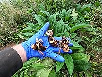 Vista 1 de Consuelda - esquejes de corona - Bocking 14 (Symphytum × uplandicum) - lista para plantar (Comphrey, knitbone) ¡Fácil! (1)