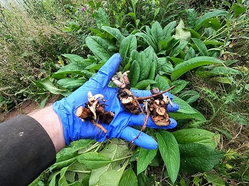 Miniatura 2 de Consuelda - Esquejes de corona - Bocking 14 (Symphytum × uplandicum) - Listo para plantar (Comphrey, knitbone) Fácil! (1)