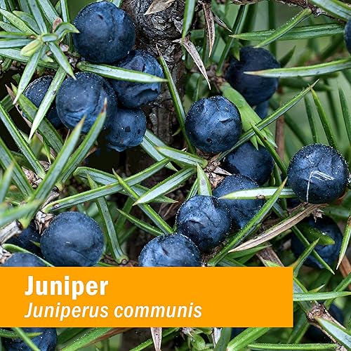 Miniatura 2 de Herb Pharm Extracto líquido orgánico certificado para soporte del sistema urinario enebro 1 fl oz