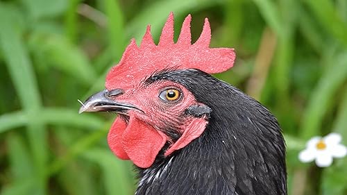 Miniatura 16 de Cock A Doodle Doo Rooster Crow Sounds