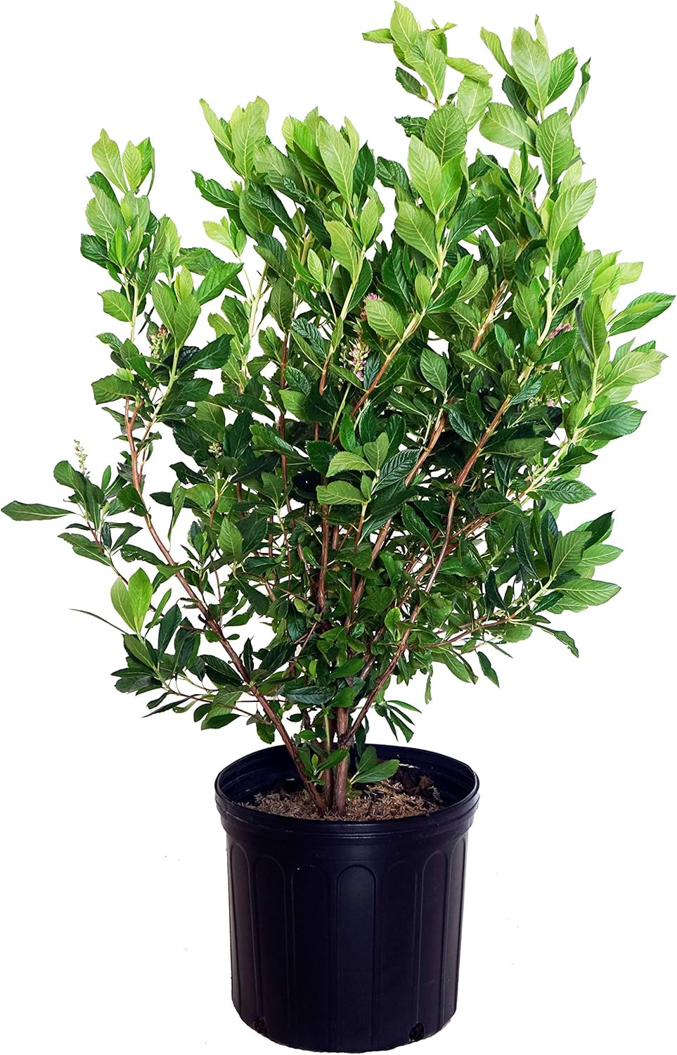 Green Promise Farms SHCSRS03 SHCSRS CLETHRA ALNIFOLIA `Ruby Spice`, 3 gal