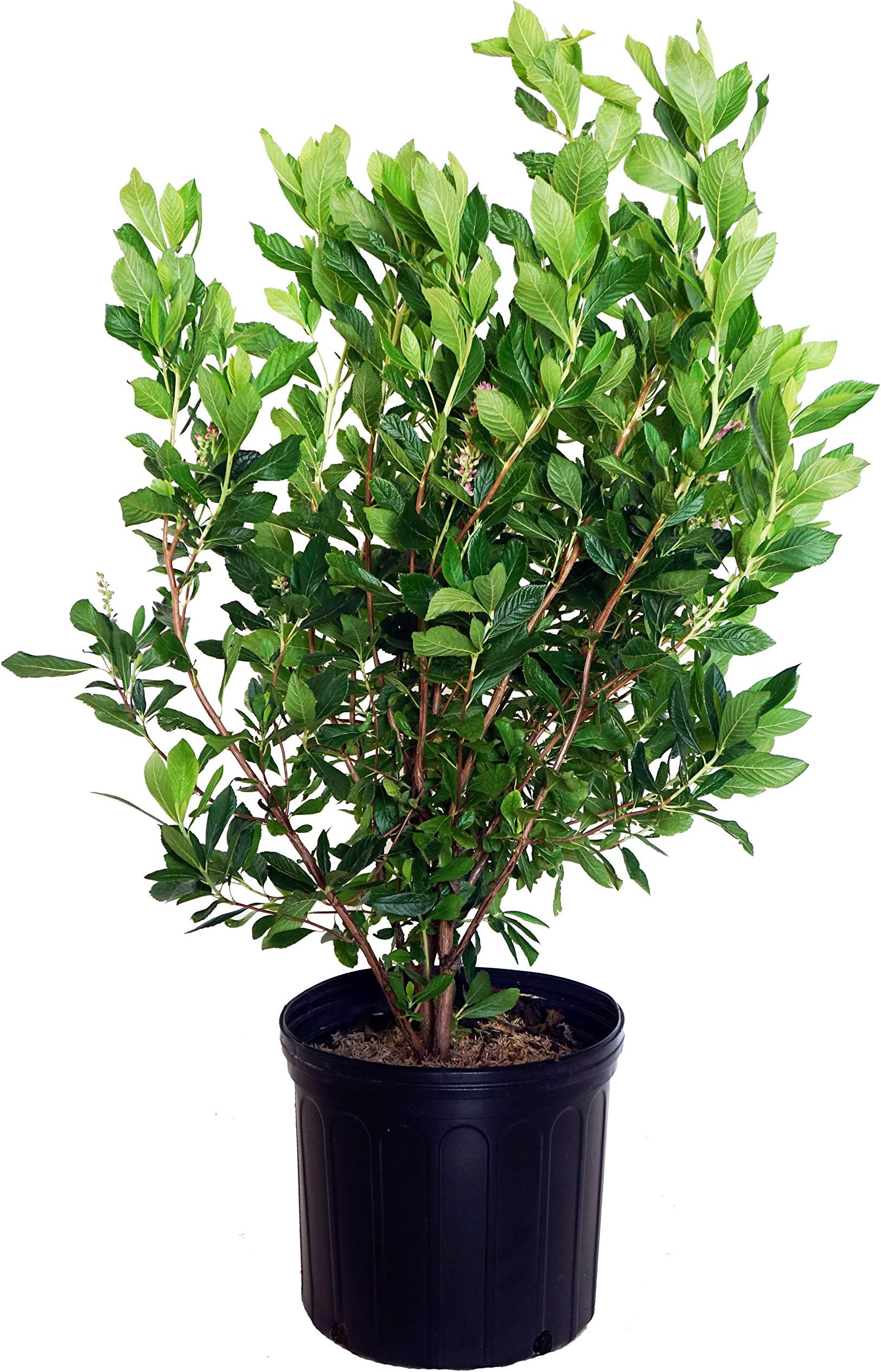 Green Promise Farms SHCSRS03 SHCSRS CLETHRA ALNIFOLIA `Ruby Spice`, 3 gal