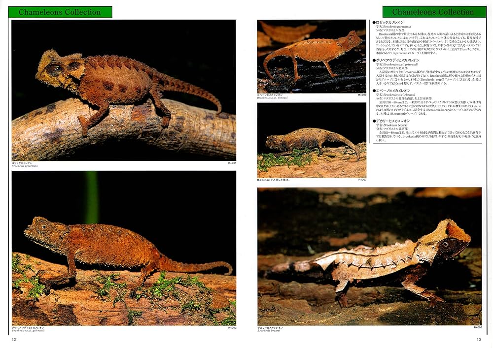 爬虫類・両生類バイブル　BIBLE 爬虫類・両生類バイブルⅣ［復刻版］ (アクアマガジン［復刻版
