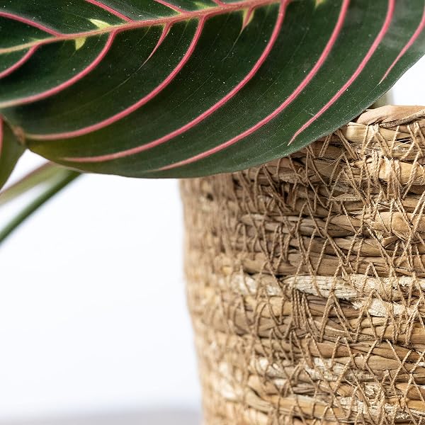SMPLY. Macetero Semirígido Redondo Cesta Mimbre Ideal para Macetas o Tiestos Válida para Interiores o Terrazas Cubremacetas De Yute Natural (Natural, 12 x 12 cm) - 4