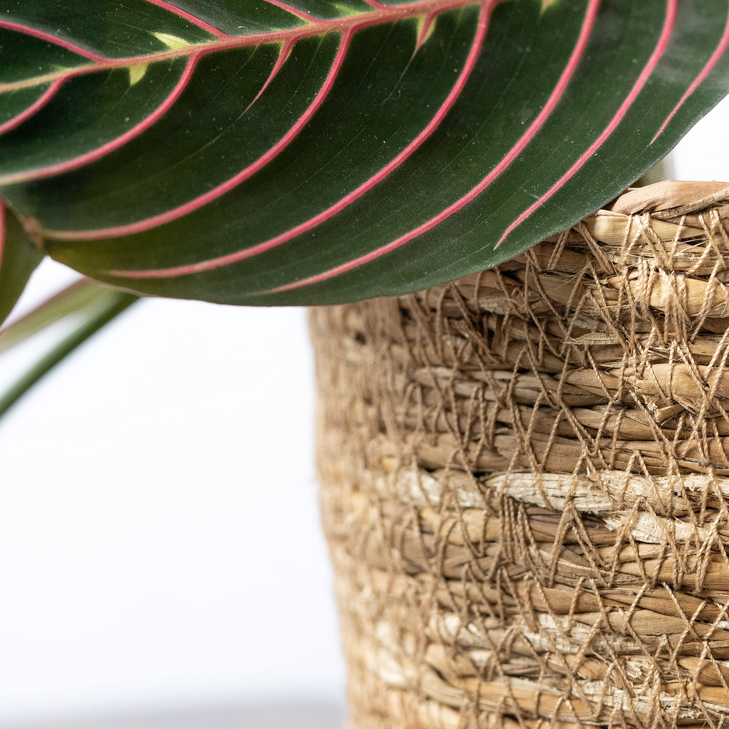 SMPLY. Macetero Semirígido Redondo Cesta Mimbre Ideal para Macetas o Tiestos Válida para Interiores o Terrazas Cubremacetas De Yute Natural (Natural, 12 x 12 cm) — view 4