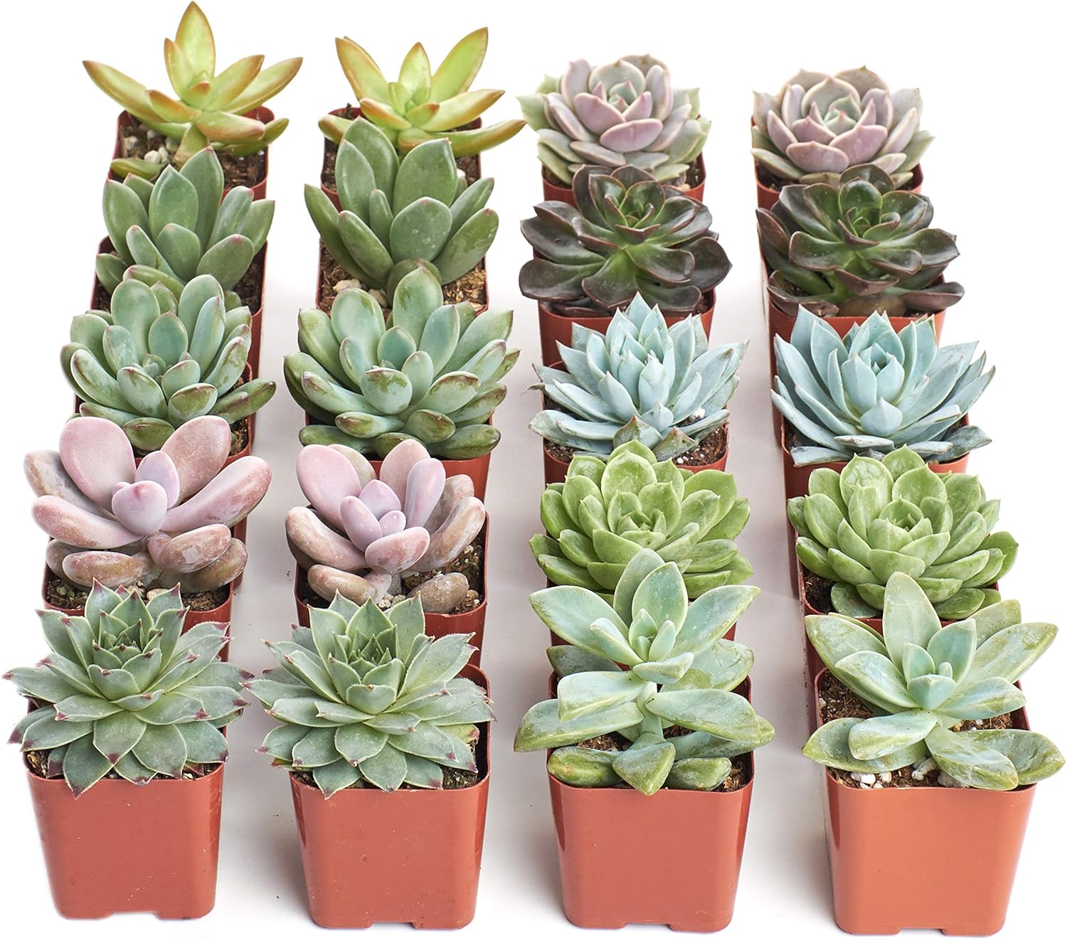 Shop Succulents Rosette Succulent Plant Pack Collection - Live Mini Succulent Plants, Low Maintenance, Floral Shaped Mix of Colors & Textures - Wedding and Party Favors, Gift & Garden, Pack of 20
