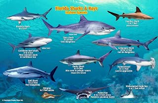 Florida Sharks & Rays Guide Franko Maps Laminated Fish Card