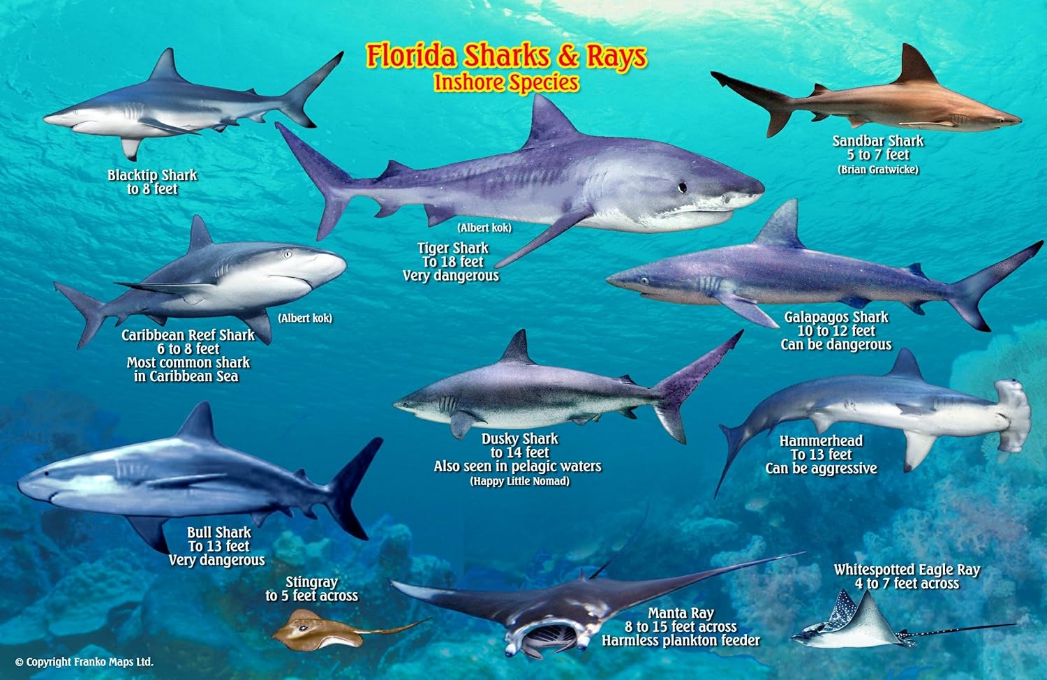Florida Sharks & Rays Guide Franko Maps Laminated Fish Card Franko