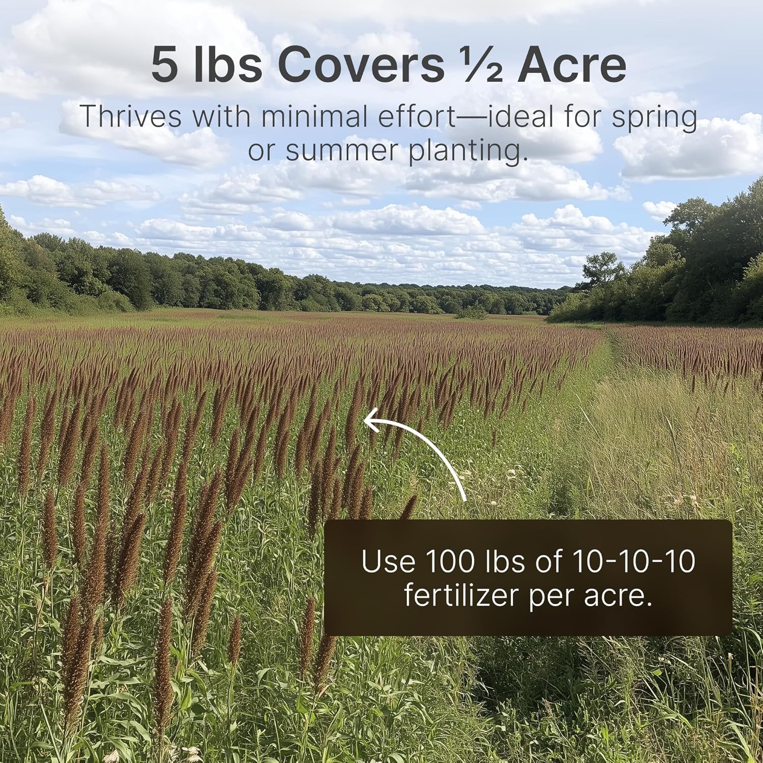 Hit List Seed® Grain Sorghum Food Plot Seeds for Deer [Annual Mix] - Deer Food Plot Seed - Sorghum Seeds for Planting - Deer Plot Seed Mix - 100% Grain Sorghum - Summer & Spring Planting - 5 lbs