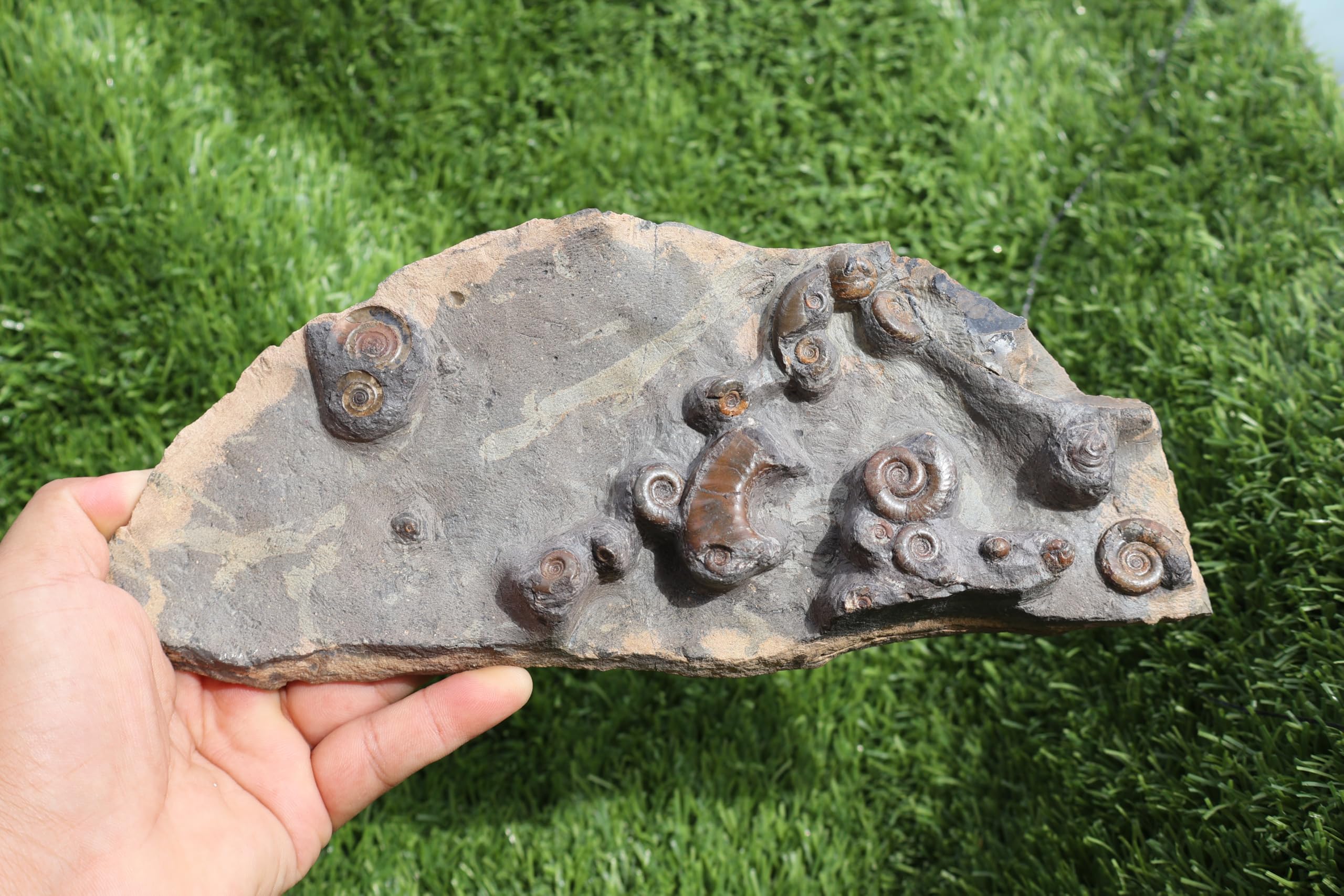 Ammonite Fossil Natural Platyclymenia & Goniatites Plate Fossil Devonian Fossil from Morocco Rare Fossil Ammonite Fossil A58