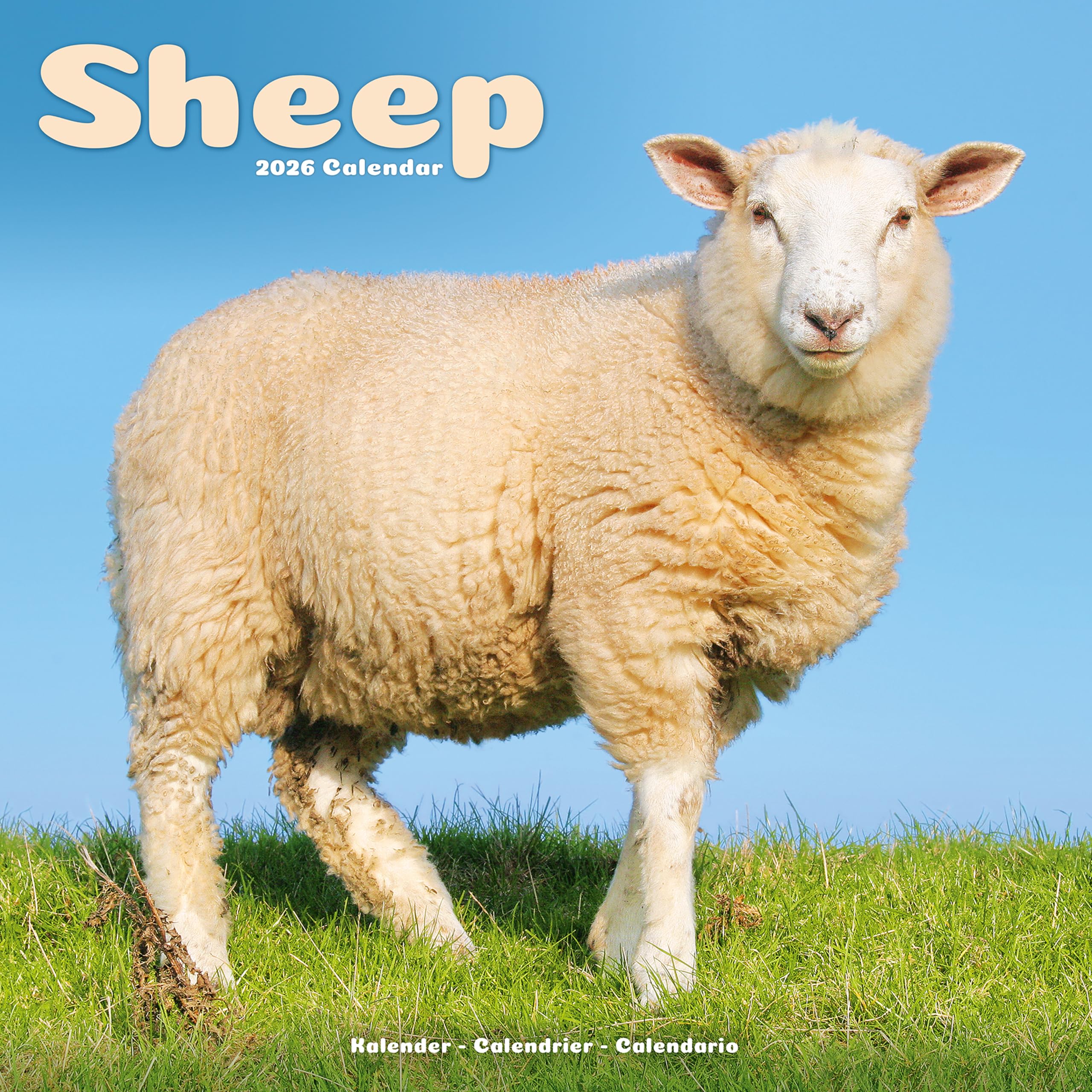 Sheep 2026 Calendar Gift Farm Wall 20% OFF MULTI ORDERS