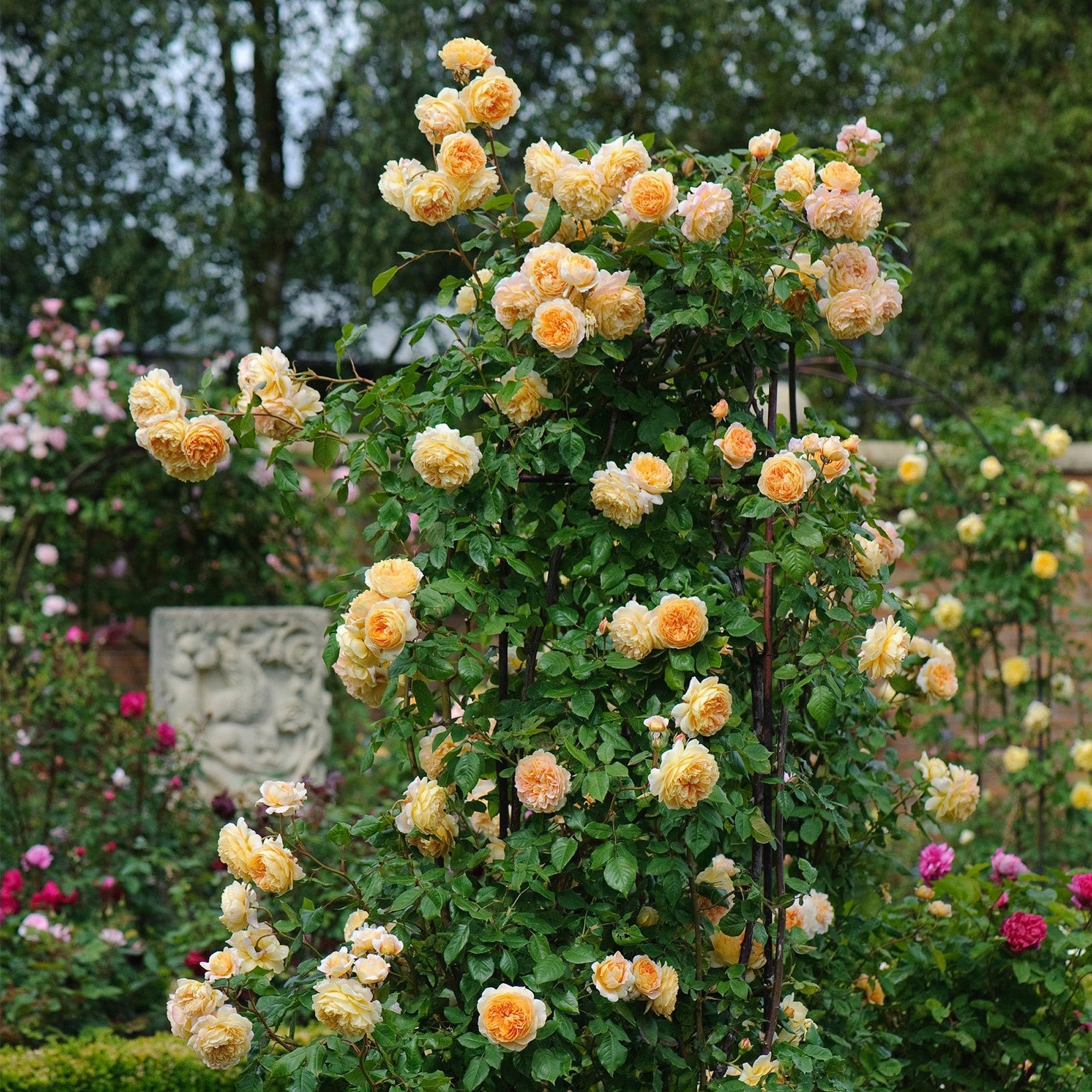 Guruji Plantation Rare English Varieties Red Climbing Rose Live Flower Plant with Pot Vertical Vining Trellis Everblooming Support Structures Climbers for Home and Gardening (Pack of 1) (Yellow)